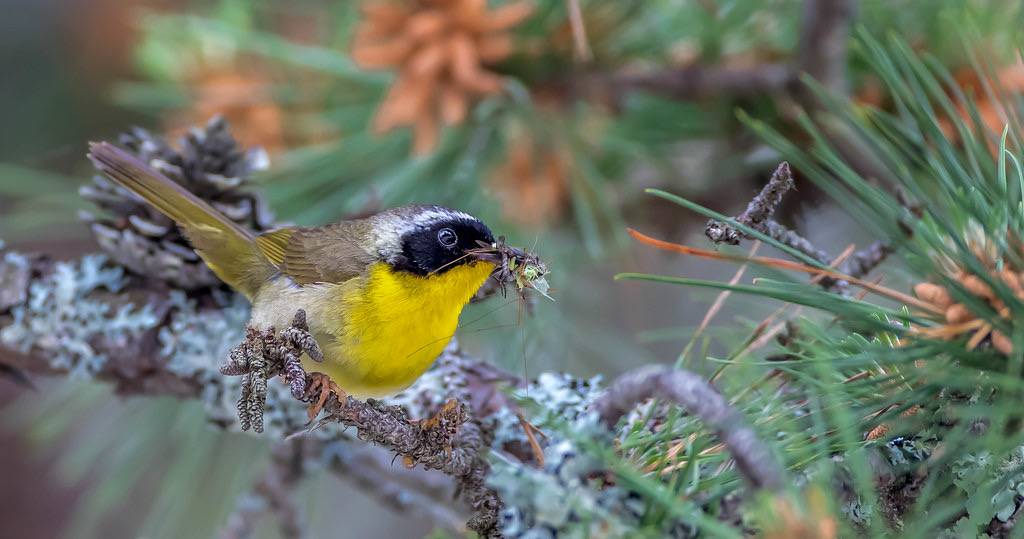 Common Yellowthroat by keithcarver is licensed under CC BY-NC-ND 2.0